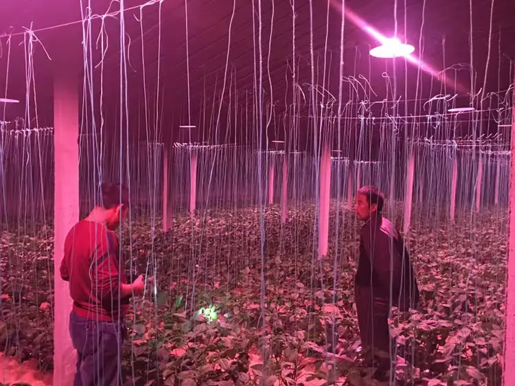 SCODEN Full Spectrum Plant Lights Empower Smart Agriculture, Injecting New Growth Momentum into Greenhouse Cultivation